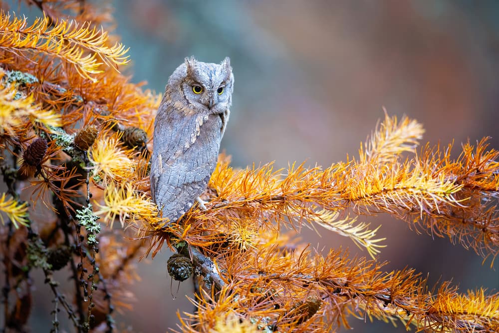 Grey Owl Autumn Larch by Milan Zygmunt — canvas wall art