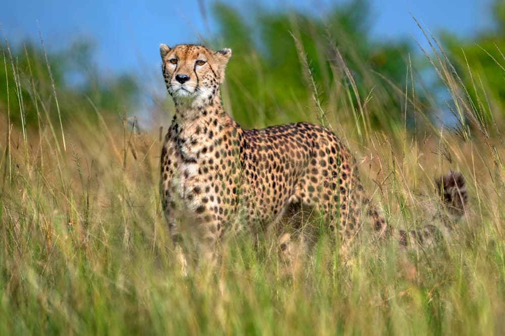 Alert Cheetah in Grass by Xavier Ortega — canvas wall art