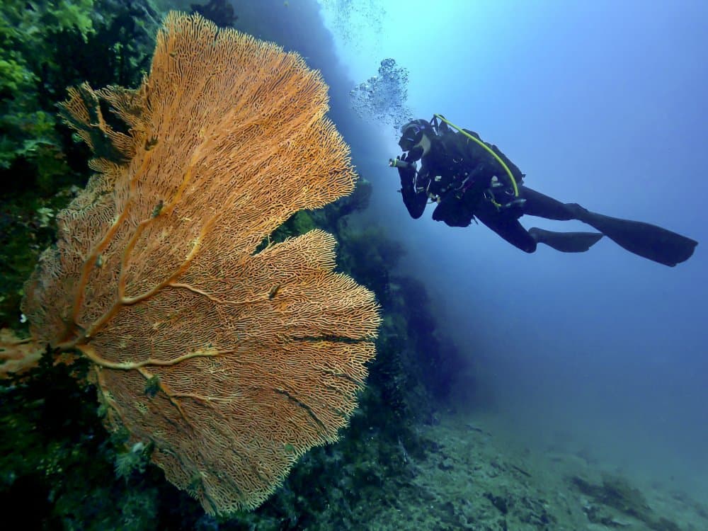 Scuba Diver and Coral by Serge Melesan — canvas wall art