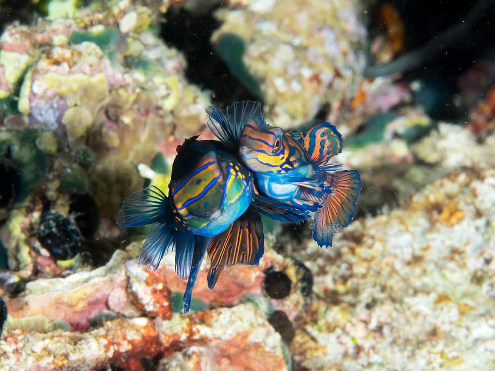 Vibrant Mandarin Fish Pair by Ilan Ben Tov — canvas wall art
