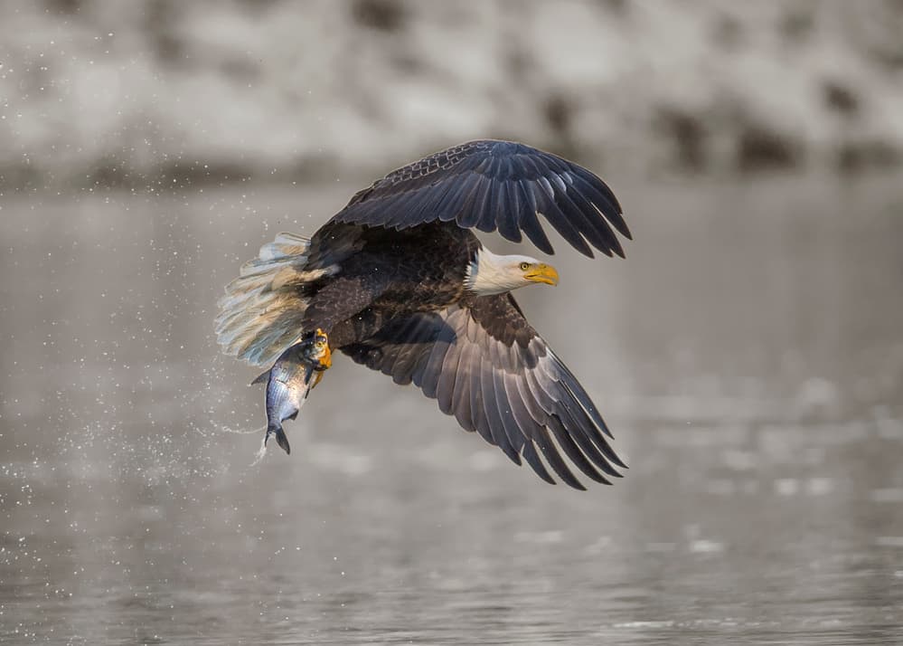 Bald Eagle Fishing by Rob Li — canvas wall art