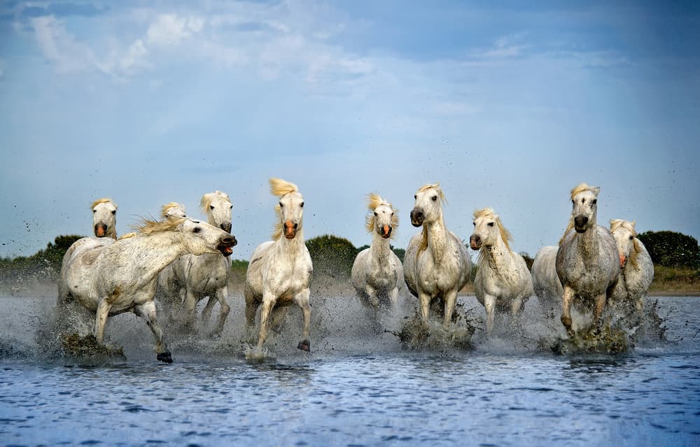 White Horses Running Water by Xavier Ortega — canvas wall art