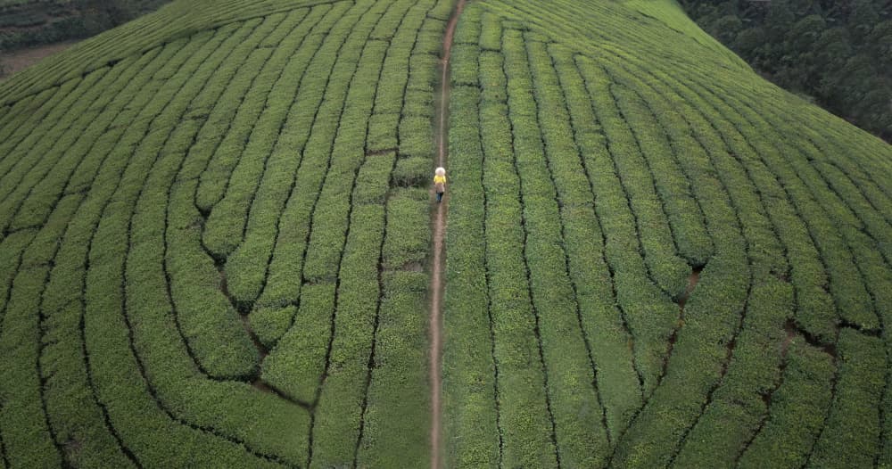 Green Tea Fields Path by Clas Gustafson PRO — canvas wall art