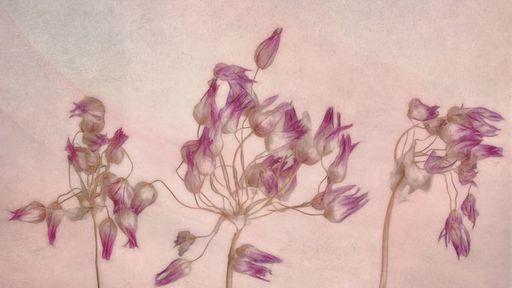 Delicate Dried Blooms by Marie-anne Stas — canvas wall art