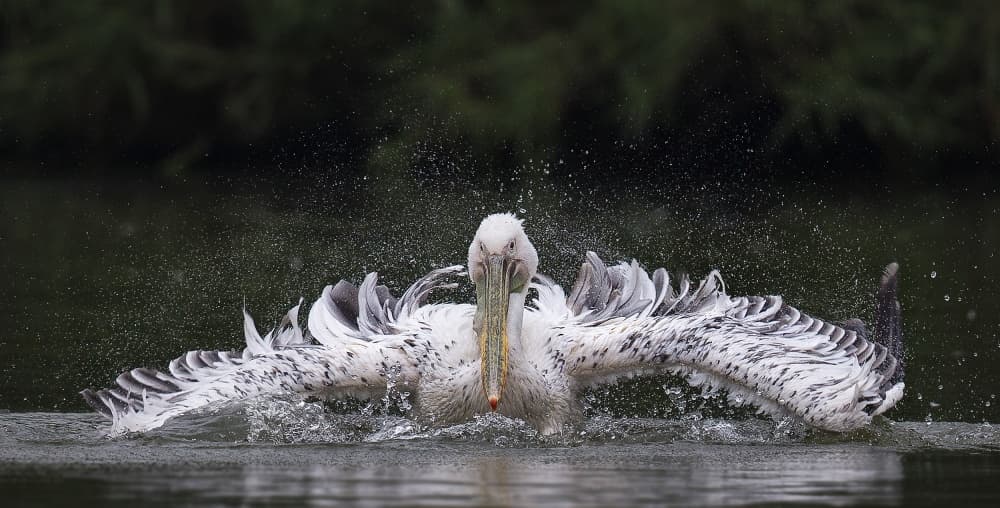 Dynamic Pelican Splash by C.S. Tjandra — canvas wall art