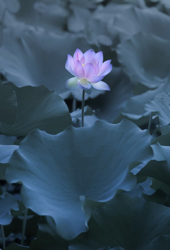 Glowing Lotus Bloom by Judy Tseng — canvas wall art