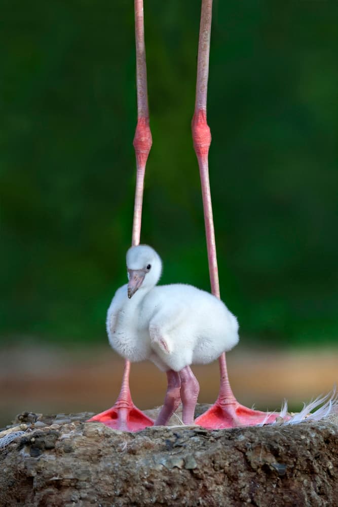 Flamingo Chick Under Parent by Xavier Ortega — canvas wall art