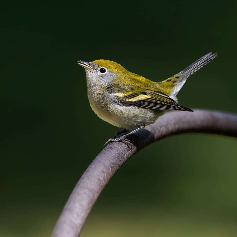 Olive Warbler Perched by Taksing (吉星高照) — canvas wall art