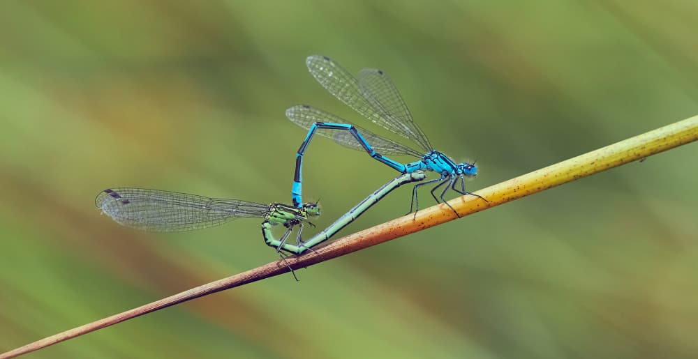 Mating Damselflies Heart Shape by Stuart Williams — canvas wall art