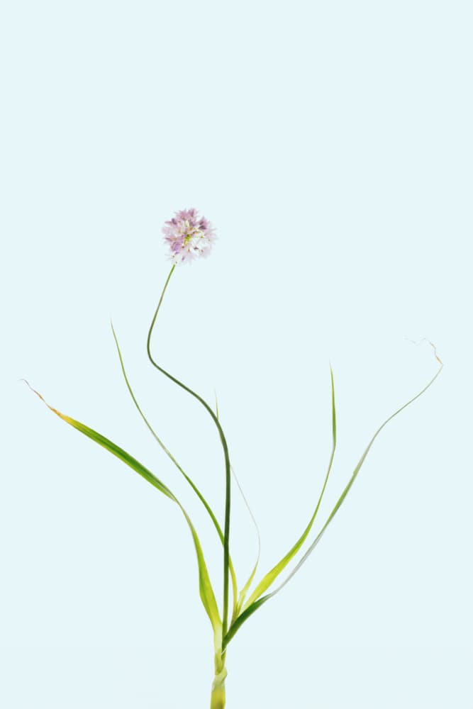 Graceful Pink Allium by Giuseppe Satriani — canvas wall art