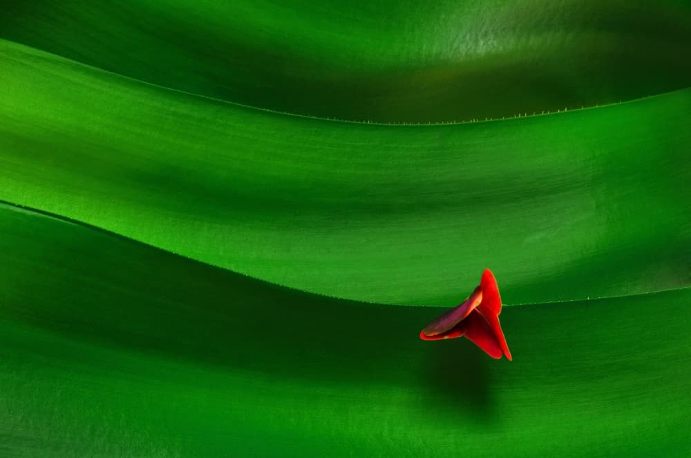 Red Petal Green Waves by Jacek Stefan — canvas wall art