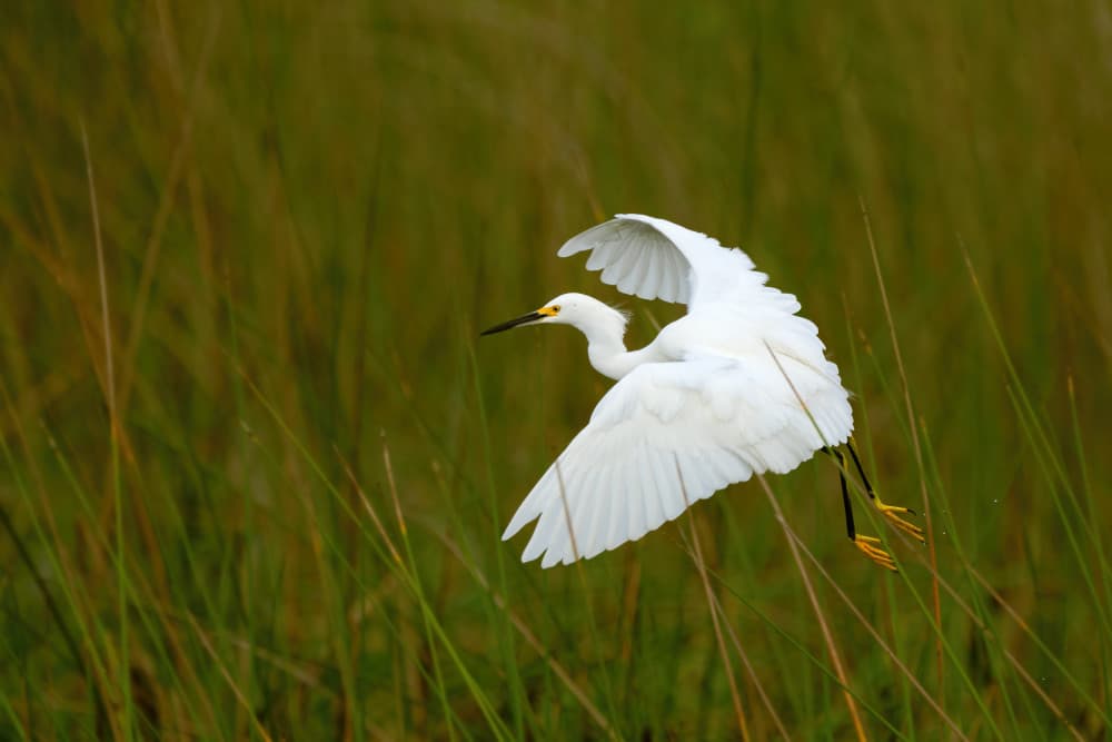 Snowy Egret In Flight by John Fan — canvas wall art