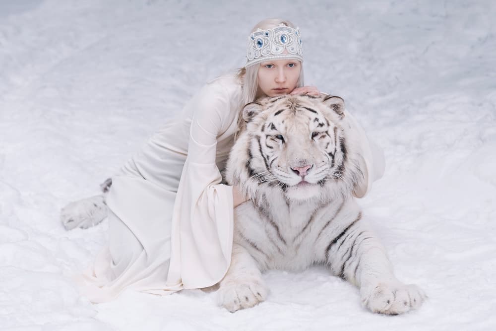Snow Queen White Tiger by Olga Barantseva — canvas wall art
