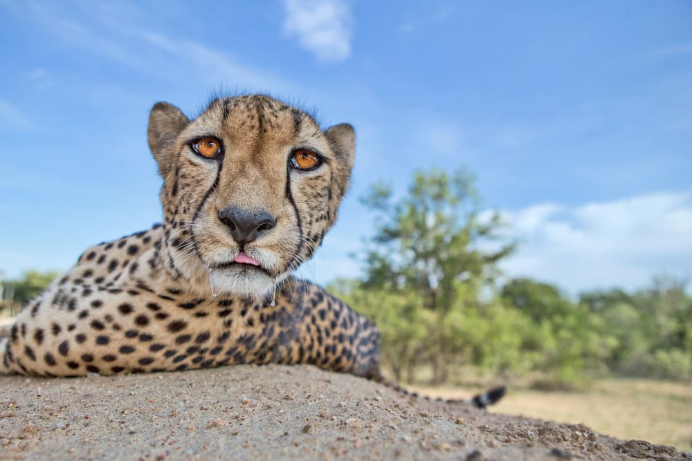 Curious Cheetah Tongue Out by Alessandro Catta — canvas wall art