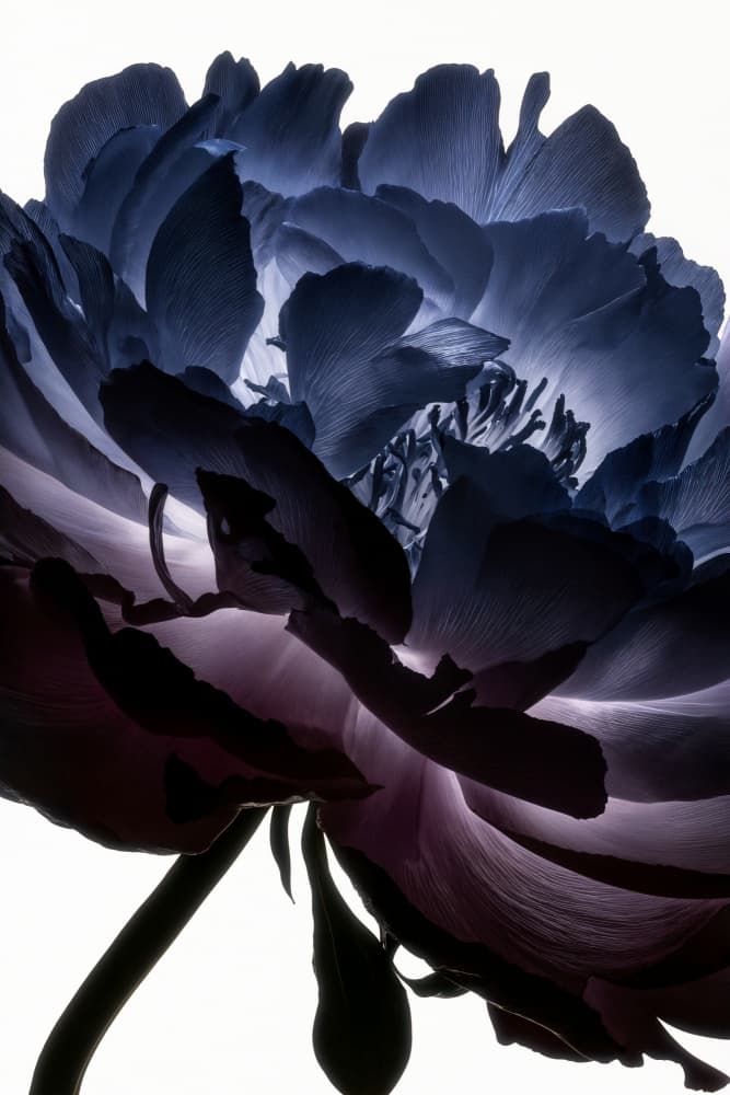 Ethereal Indigo Bloom by Minorstep — canvas wall art