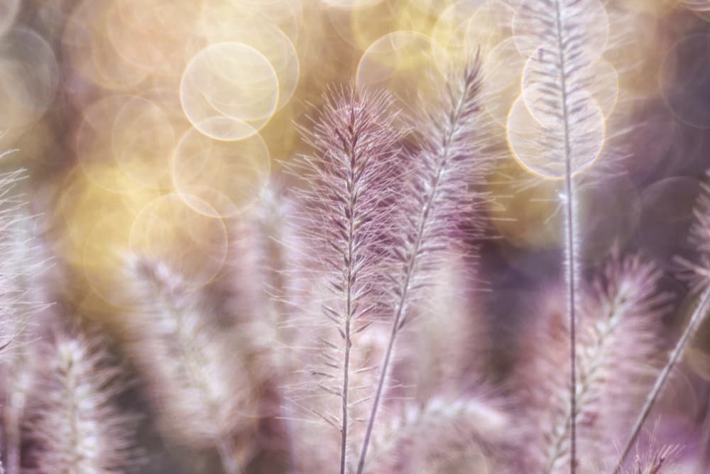 Dreamy Feather Grass by Hilda van der Lee — canvas wall art