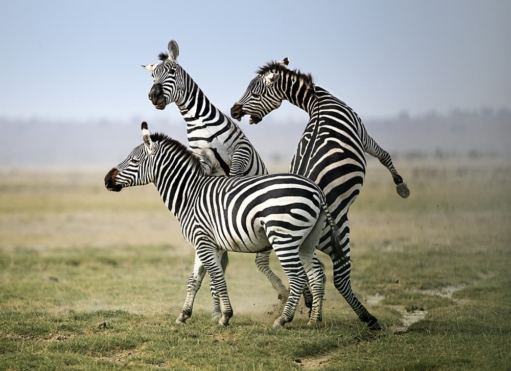 Zebras in Action by Fion Wong — canvas wall art