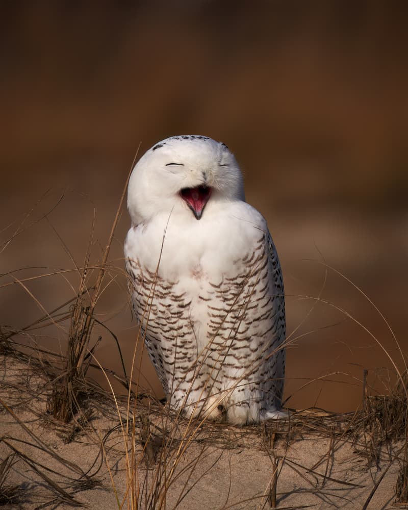 Laughing Snowy Owl by Johnny Chen — canvas wall art