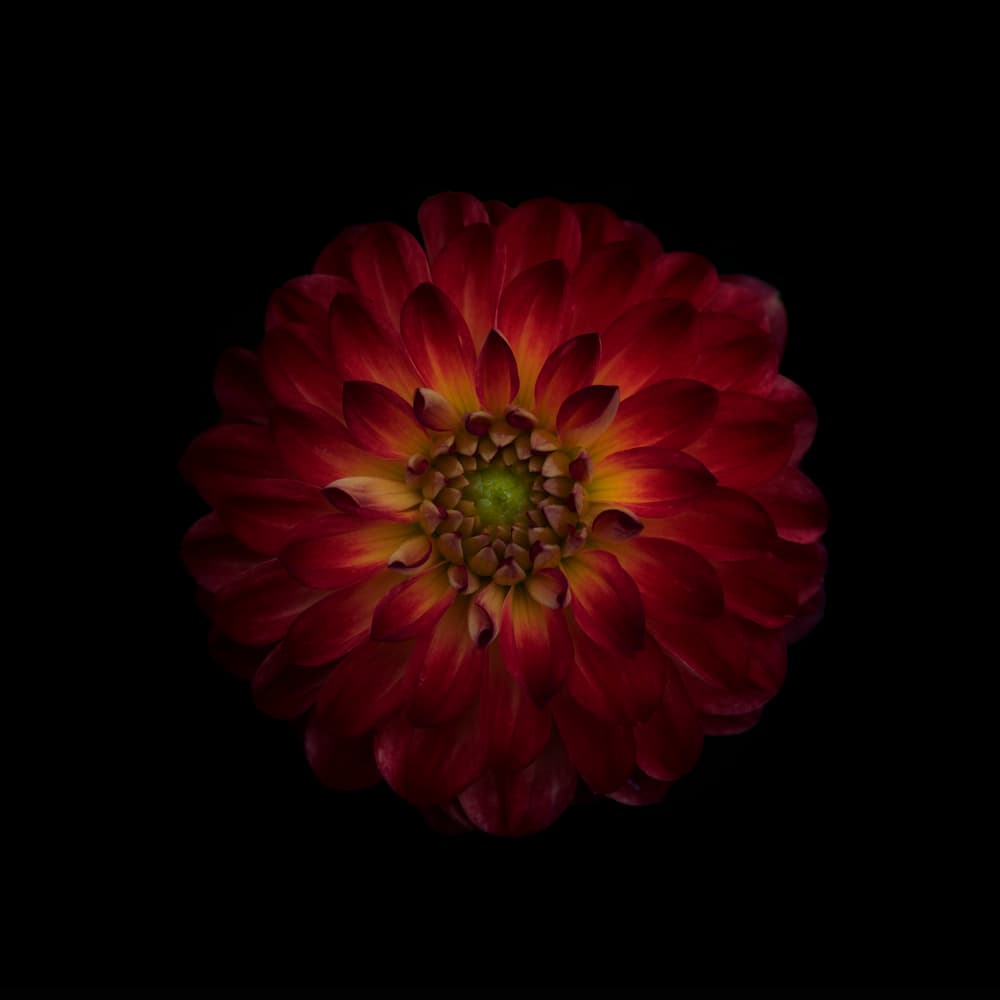 Vibrant Red Dahlia by Lotte Grønkjær — canvas wall art