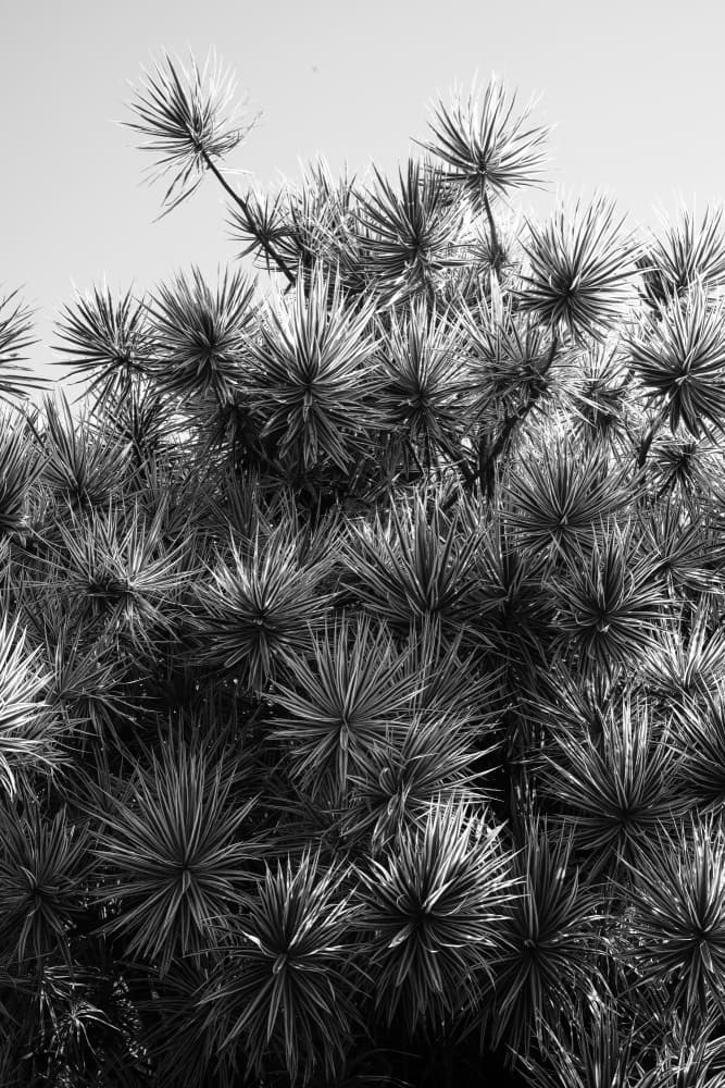 Starlit Foliage by Shot by Clint — canvas wall art