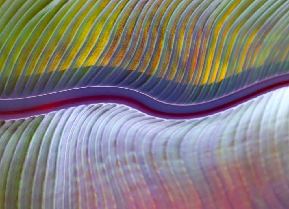 Colorful Leaf Curves by Robin Wechsler — canvas wall art