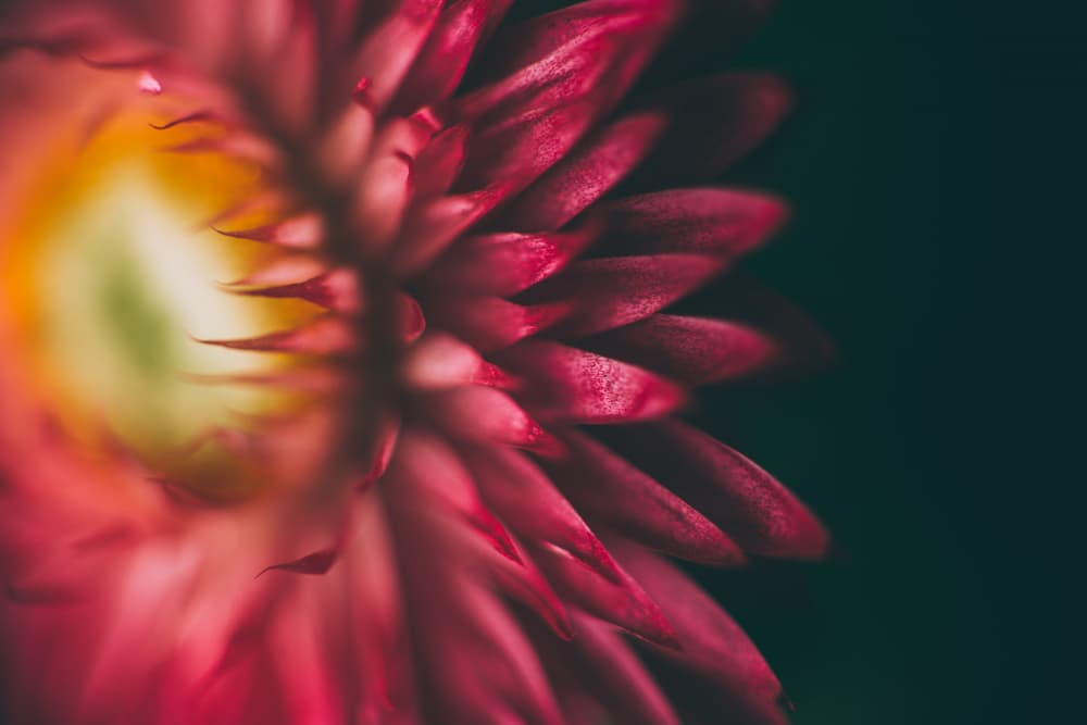 Vibrant Magenta Bloom by Javier Pardina — canvas wall art