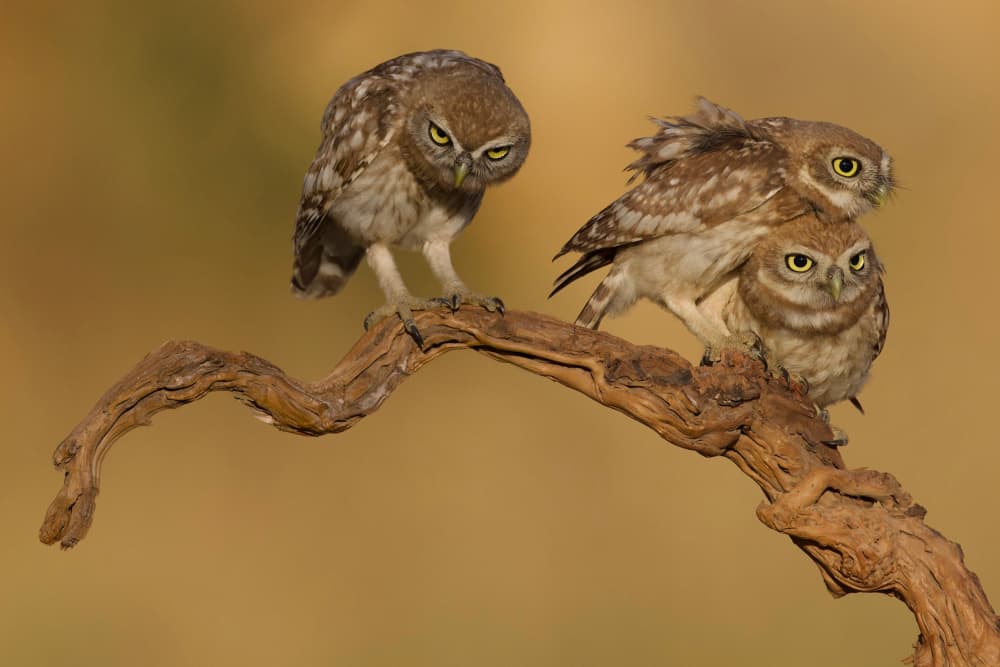 Curious Little Owls by David Manusevich — canvas wall art