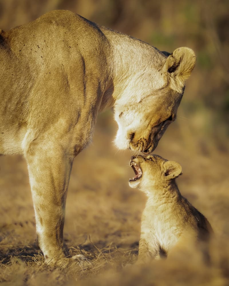 Lion Mother Tender Nuzzle by Ahmed Sobhi — canvas wall art