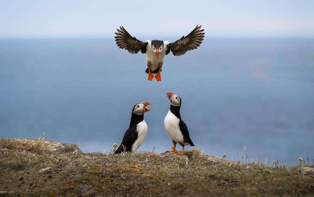 Atlantic Puffins Landing by Larry Deng APA — canvas wall art