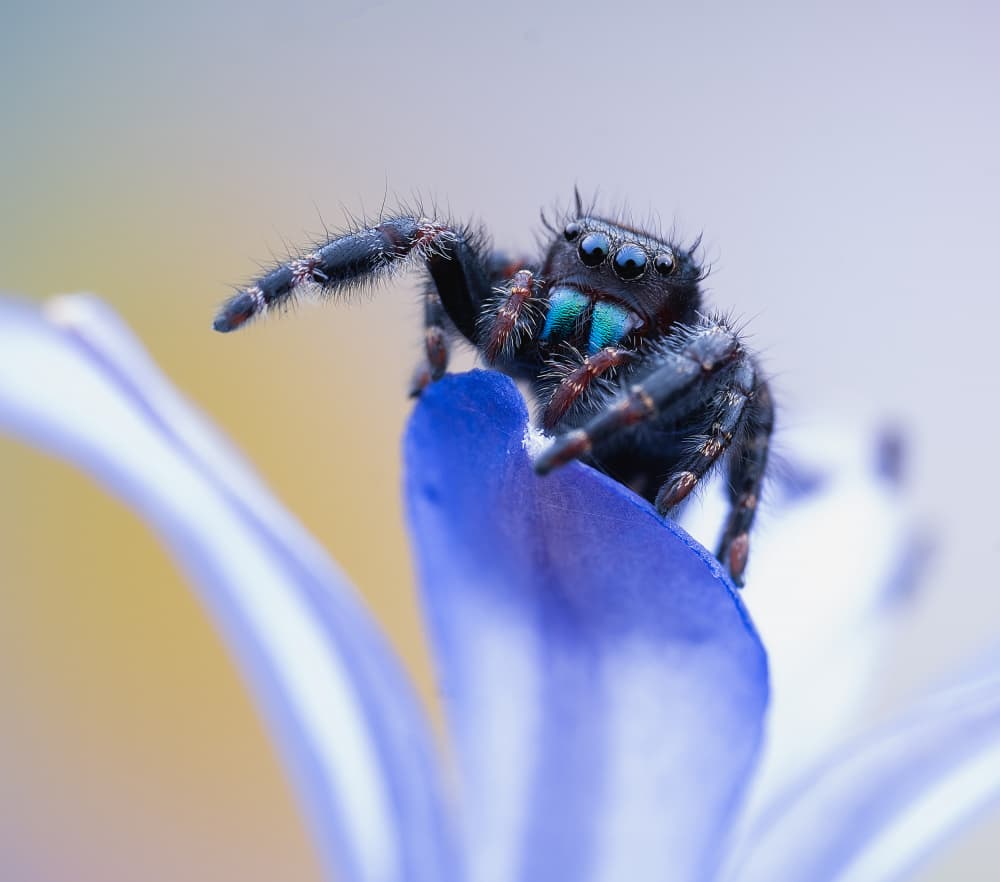 Vibrant Jumping Spider by Summer2016 — canvas wall art
