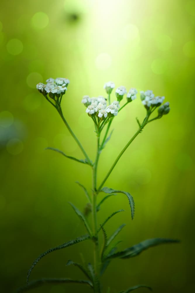 Delicate Green Blossom by YoungIl Kim — canvas wall art