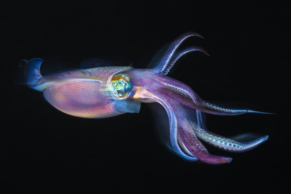 Luminous Ocean Squid by Barathieu Gabriel — canvas wall art