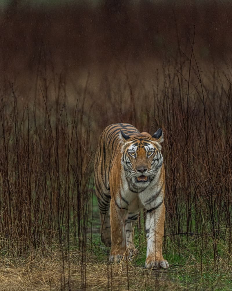 Powerful Tiger Stare by Yogesh Bhatia — canvas wall art