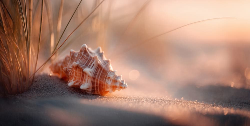 Golden Hour Seashell by Treechild — canvas wall art