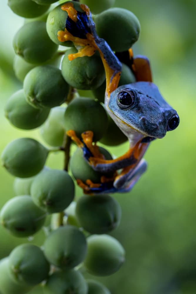 Colorful Tree Frog by Sally Widjaja — canvas wall art