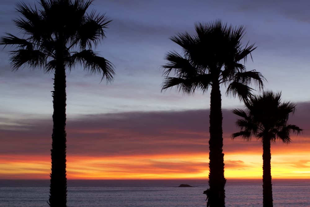 Vibrant Sunset Palms by Tim Mossholder — canvas wall art