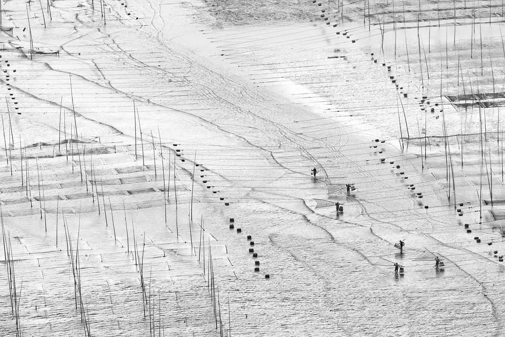 Mudflat Harvest by Cheng Chang — canvas wall art