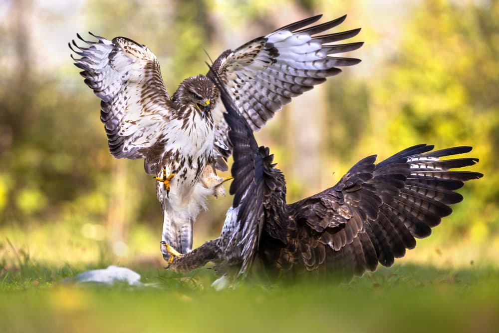 Hawks Battle for Prey by Marco Redaelli — canvas wall art
