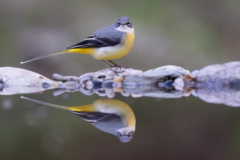 Grey Wagtail Reflection by Paolo Bolla — canvas wall art