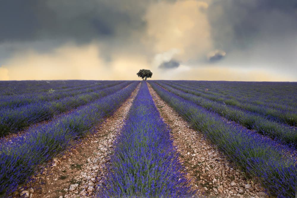 Lavender Field Lone Tree by Juan Antonio Palacios — canvas wall art