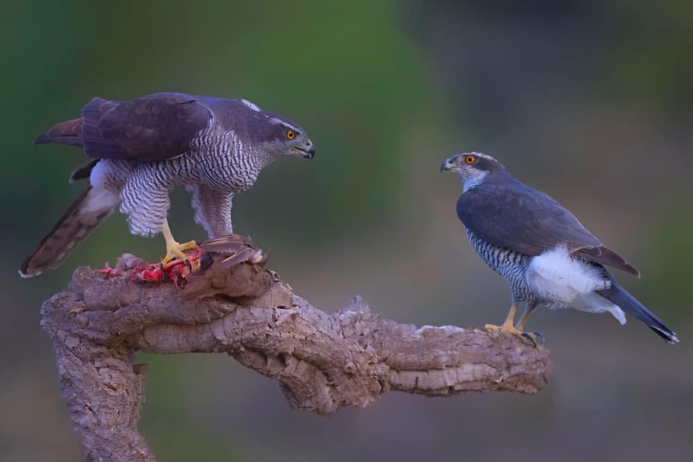Feeding Raptor Staredown by David Manusevich — canvas wall art