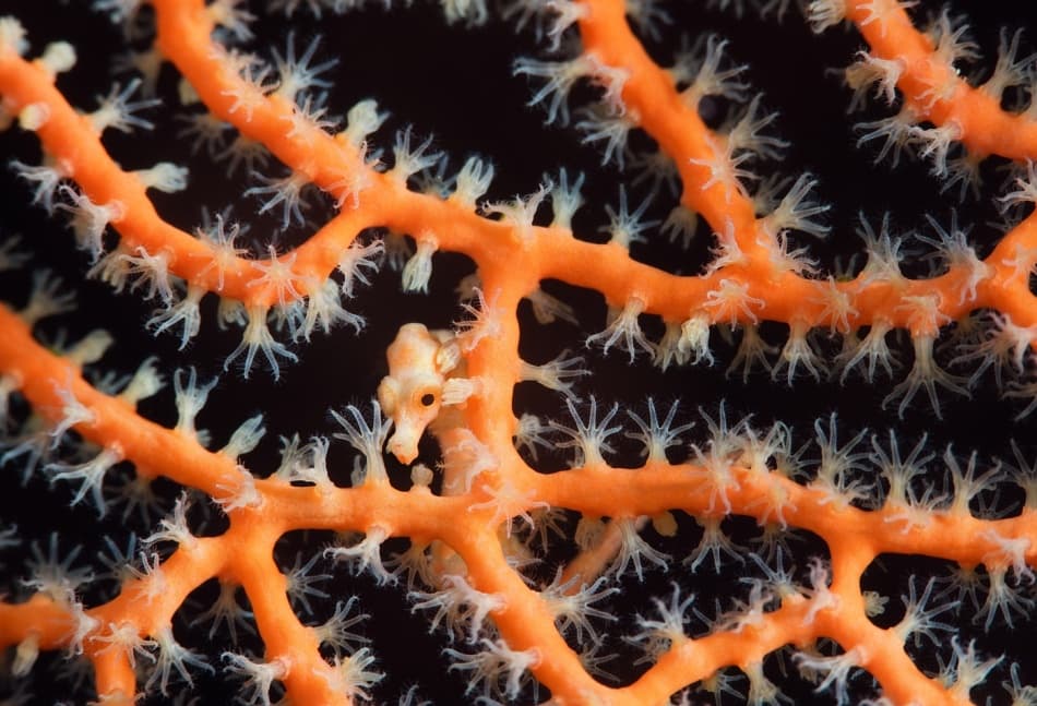 Pygmy Seahorse on Coral by Andrey Narchuk — canvas wall art