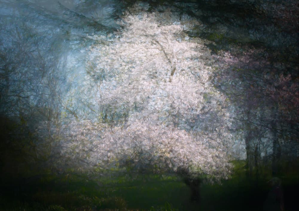 Dreamy Spring Bloom by Katarina Holmström — canvas wall art