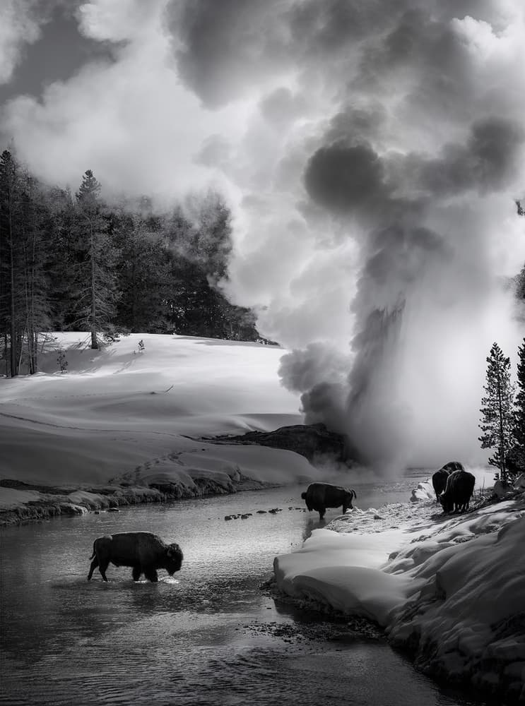 Yellowstone Bison Winter Geyser by Shenshen Dou — canvas wall art