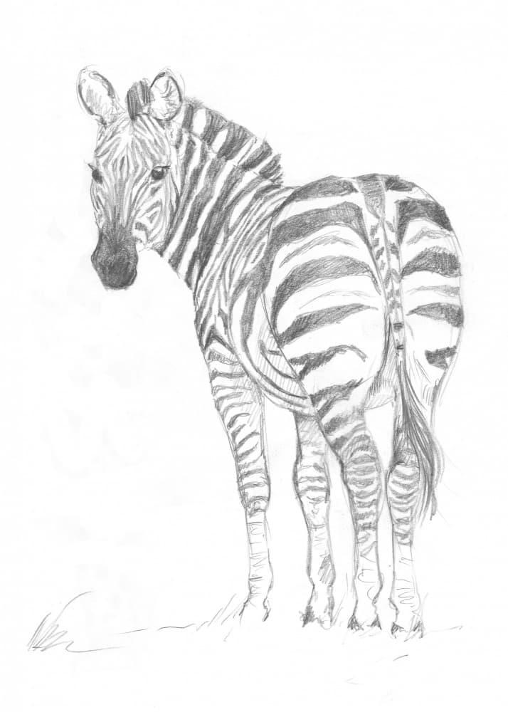 Zebra by Isabelle Brent — canvas wall art