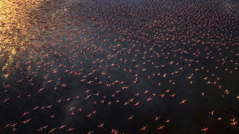 Pink Flamingos Golden Hour by Phillip Chang — canvas wall art