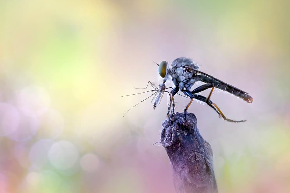 Fly Catches Prey by Fauzan Maududdin — canvas wall art