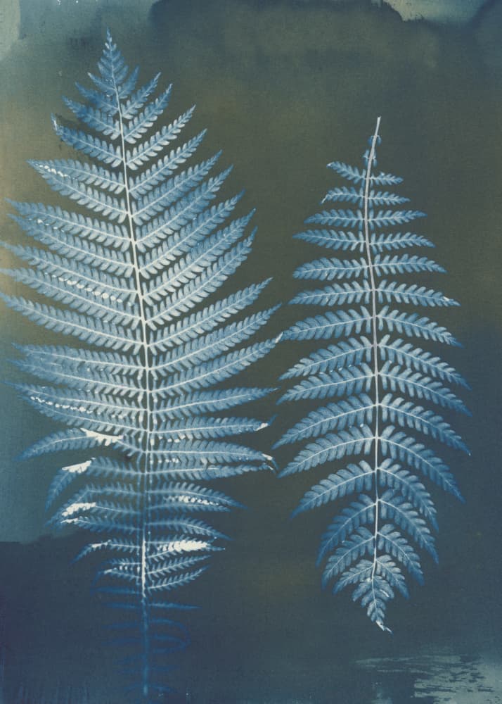 Deep Blue Ferns by Chickweeds Studio — canvas wall art