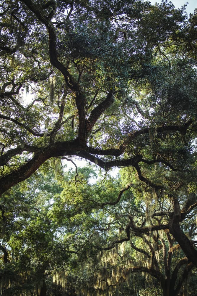 Sunlit Oak Canopy by Tim Mossholder — canvas wall art