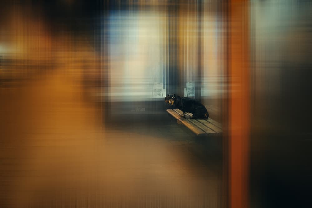 Waiting Dog Abstract by Heike Willers — canvas wall art